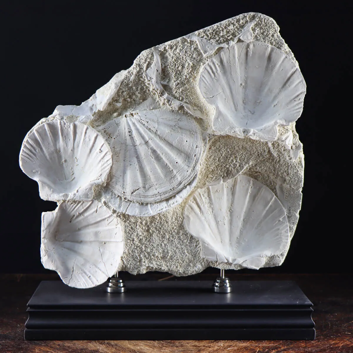 Lastra con Pecten fossili