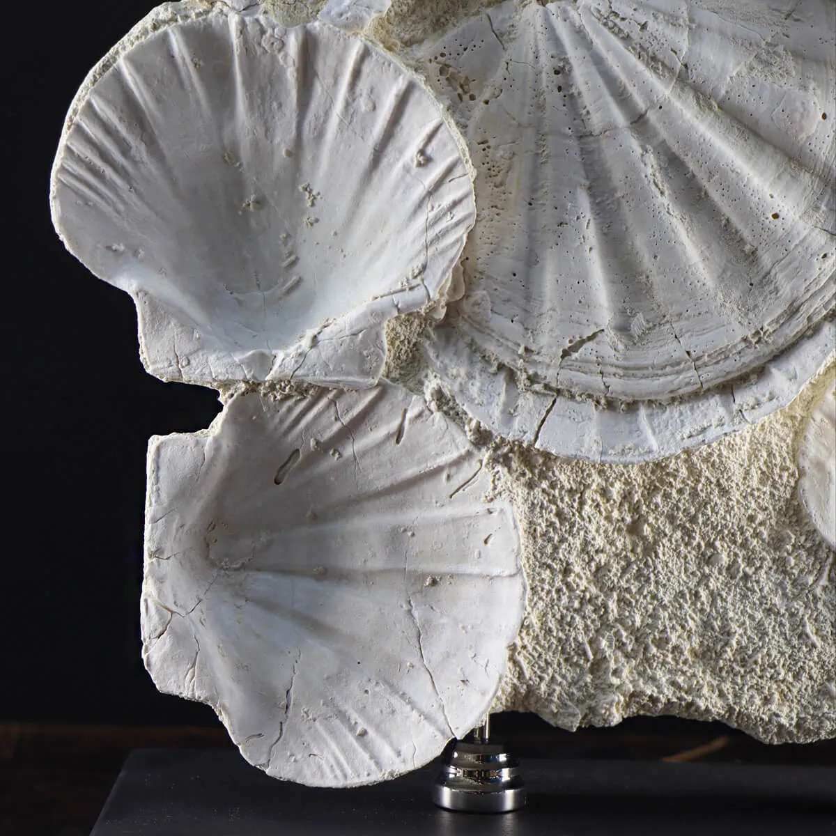 Lastra con Pecten fossili
