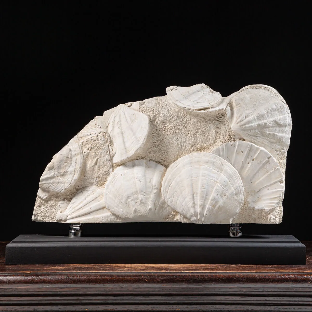 Lastra con Pecten fossili