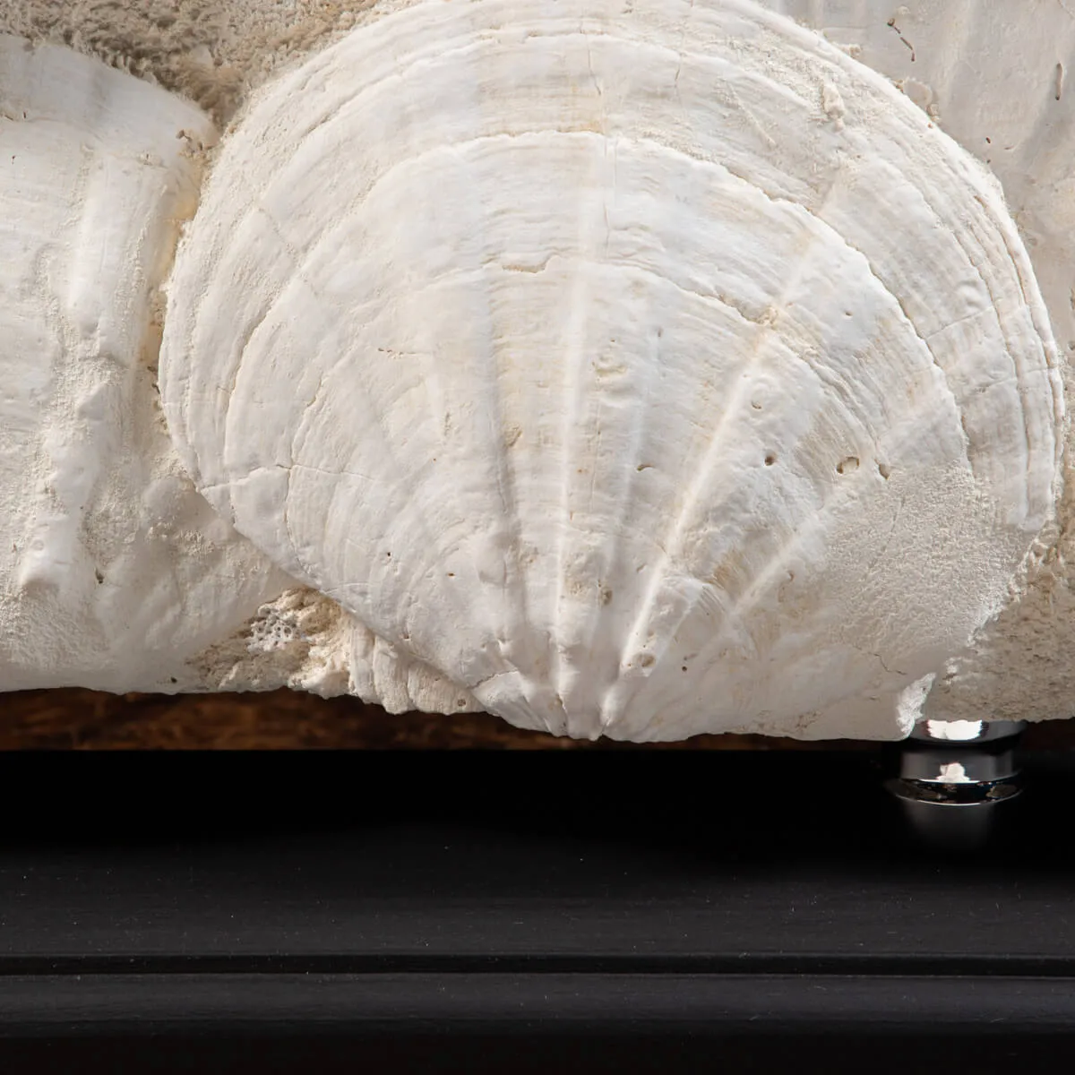 Lastra con Pecten fossili