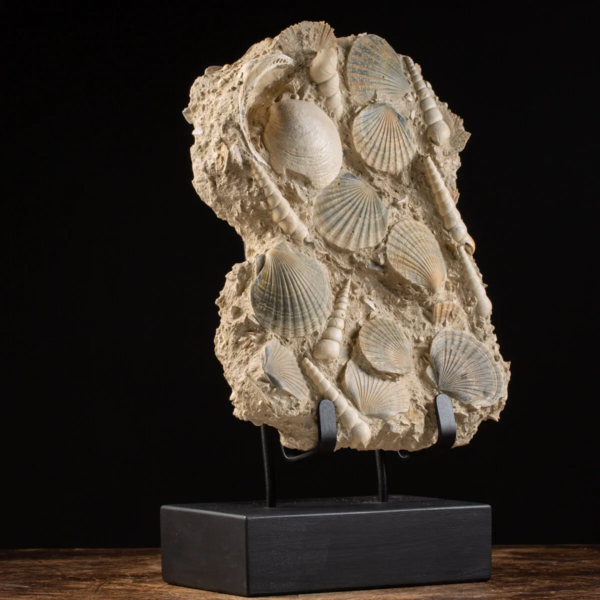 Lastra con conchiglie fossili