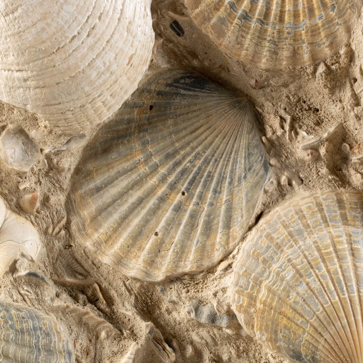 Lastra con conchiglie fossili