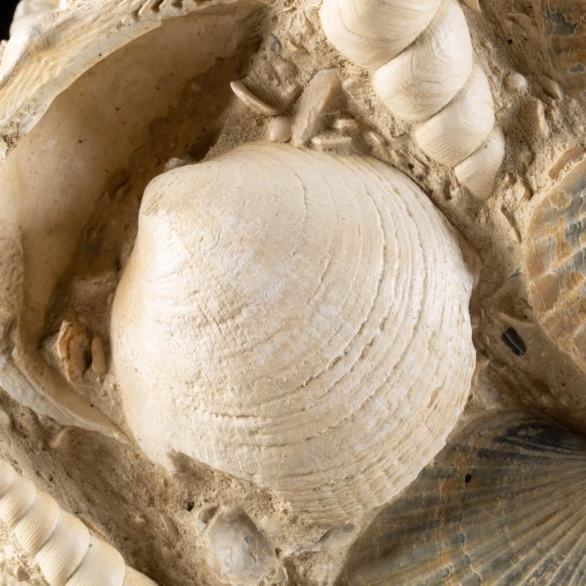 Lastra con conchiglie fossili