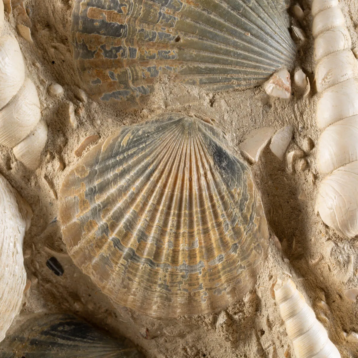 Lastra con conchiglie fossili