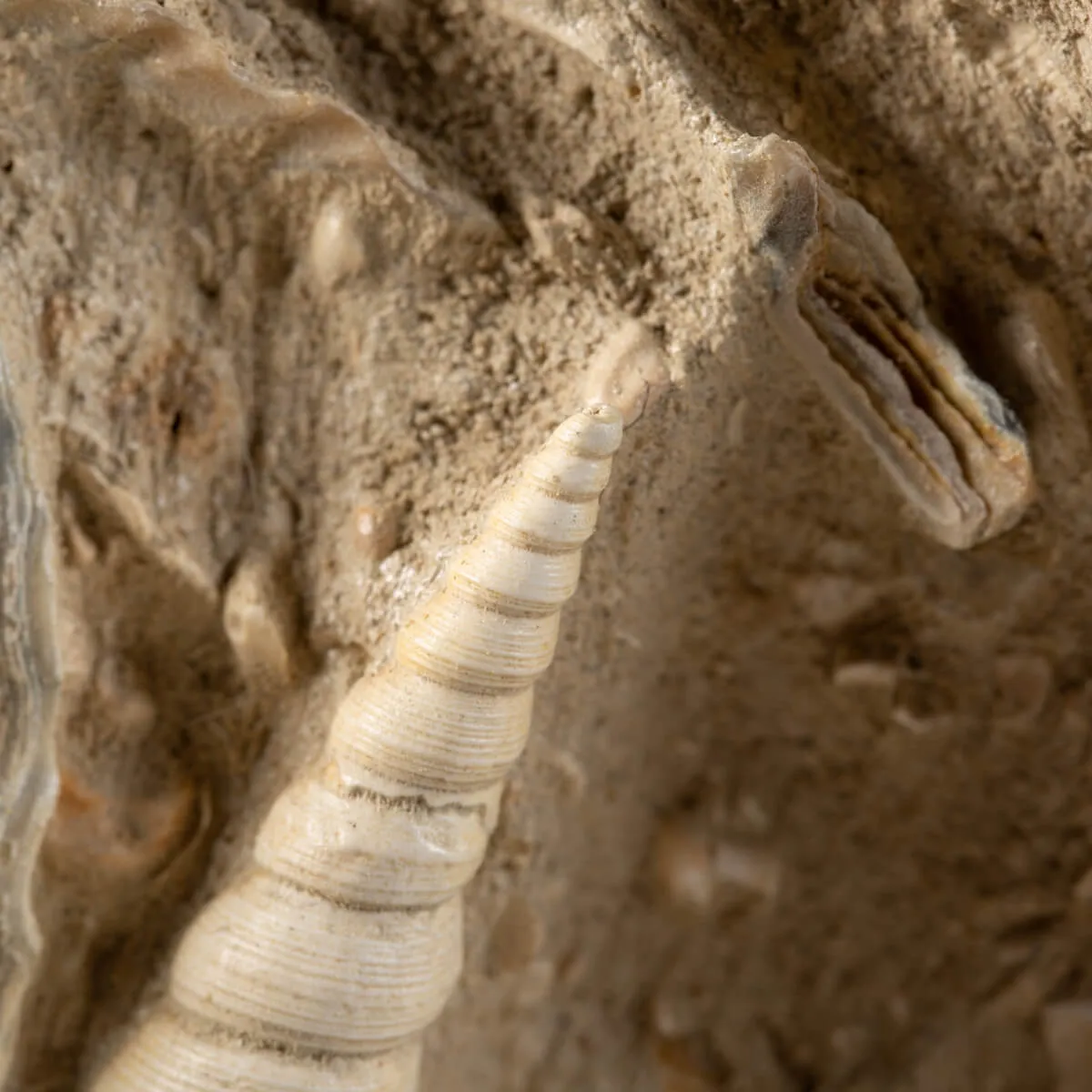 Lastra con conchiglie fossili