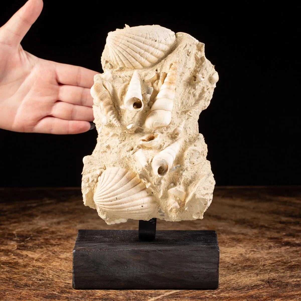 Lastra con conchiglie fossili