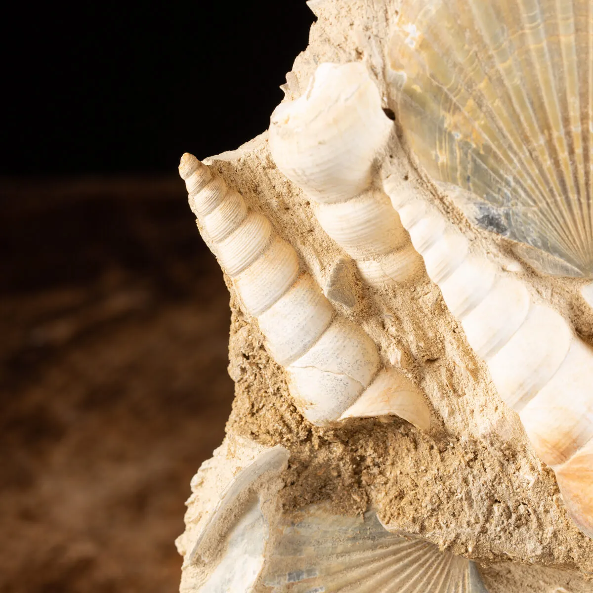 Lastra con conchiglie fossili