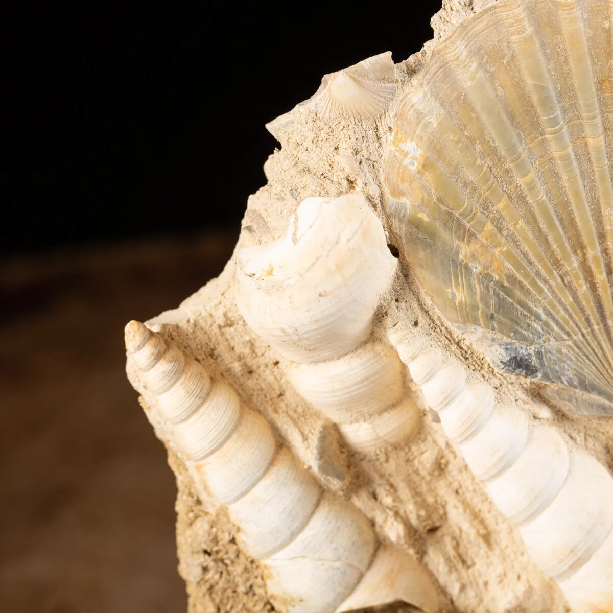 Lastra con conchiglie fossili