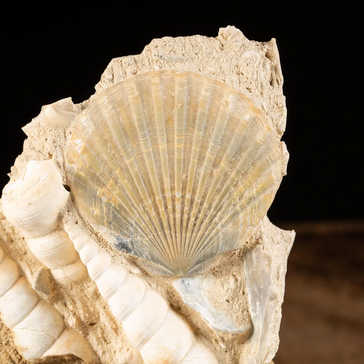 Lastra con conchiglie fossili
