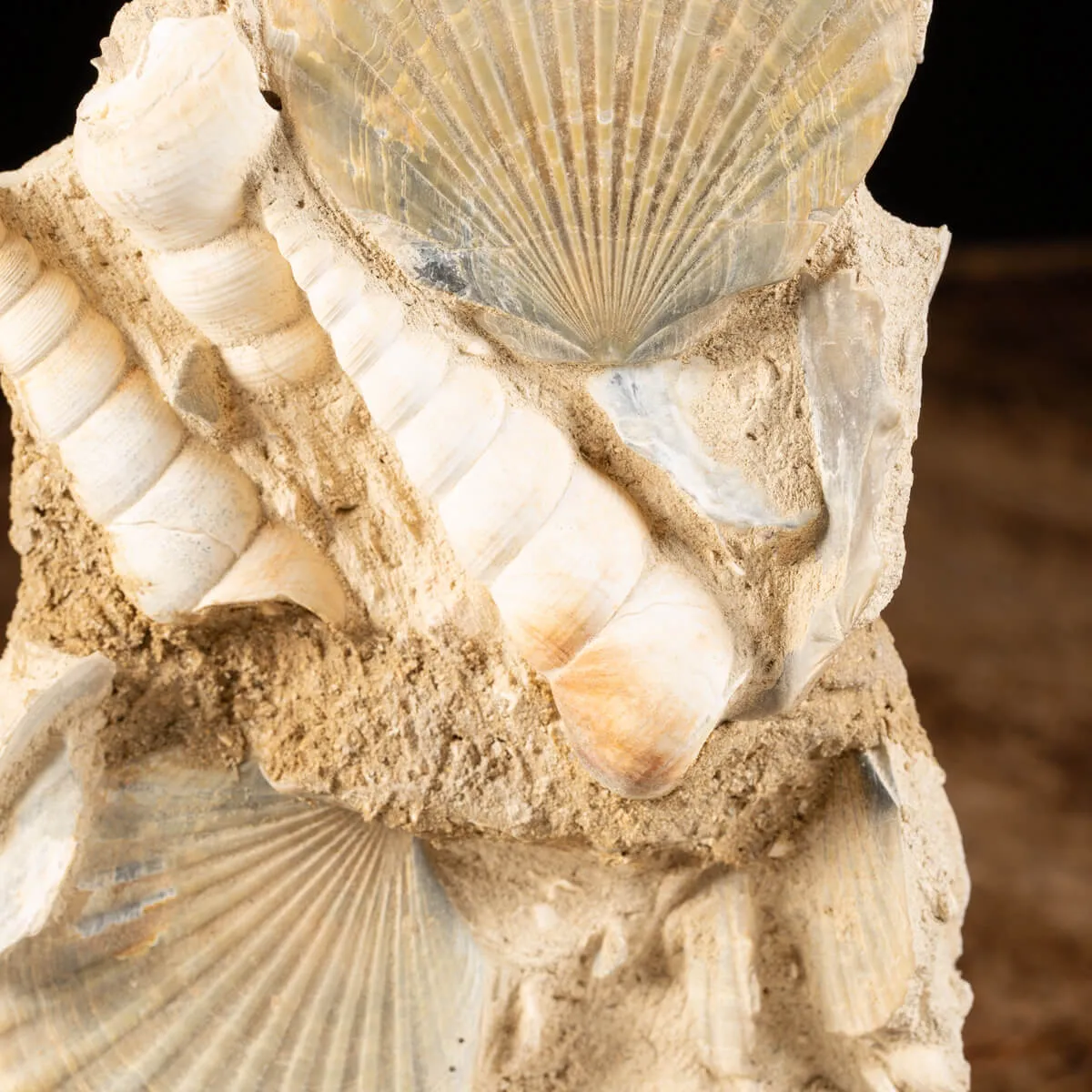 Lastra con conchiglie fossili