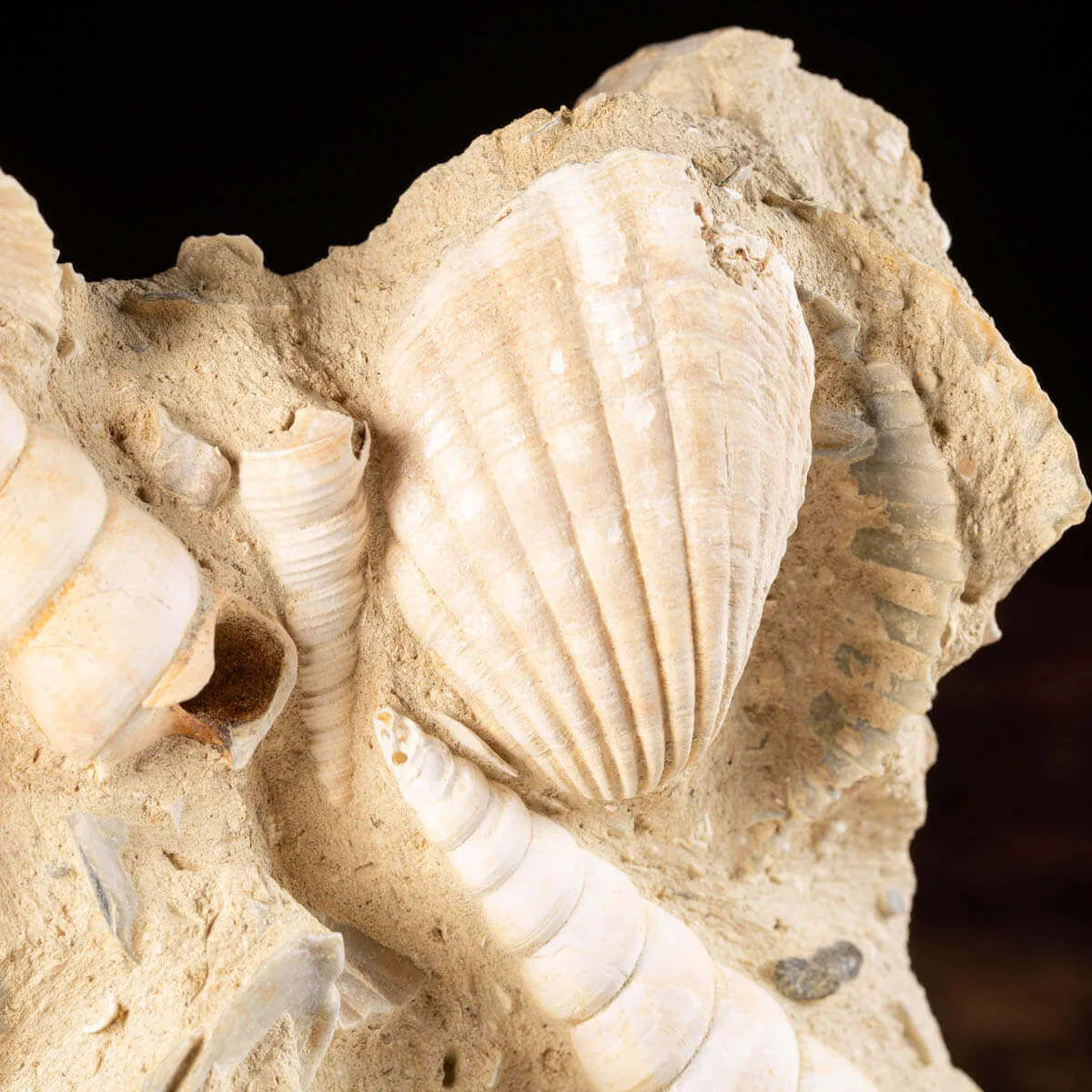 conchiglie fossili in matrice -  Pecten e Turritelle