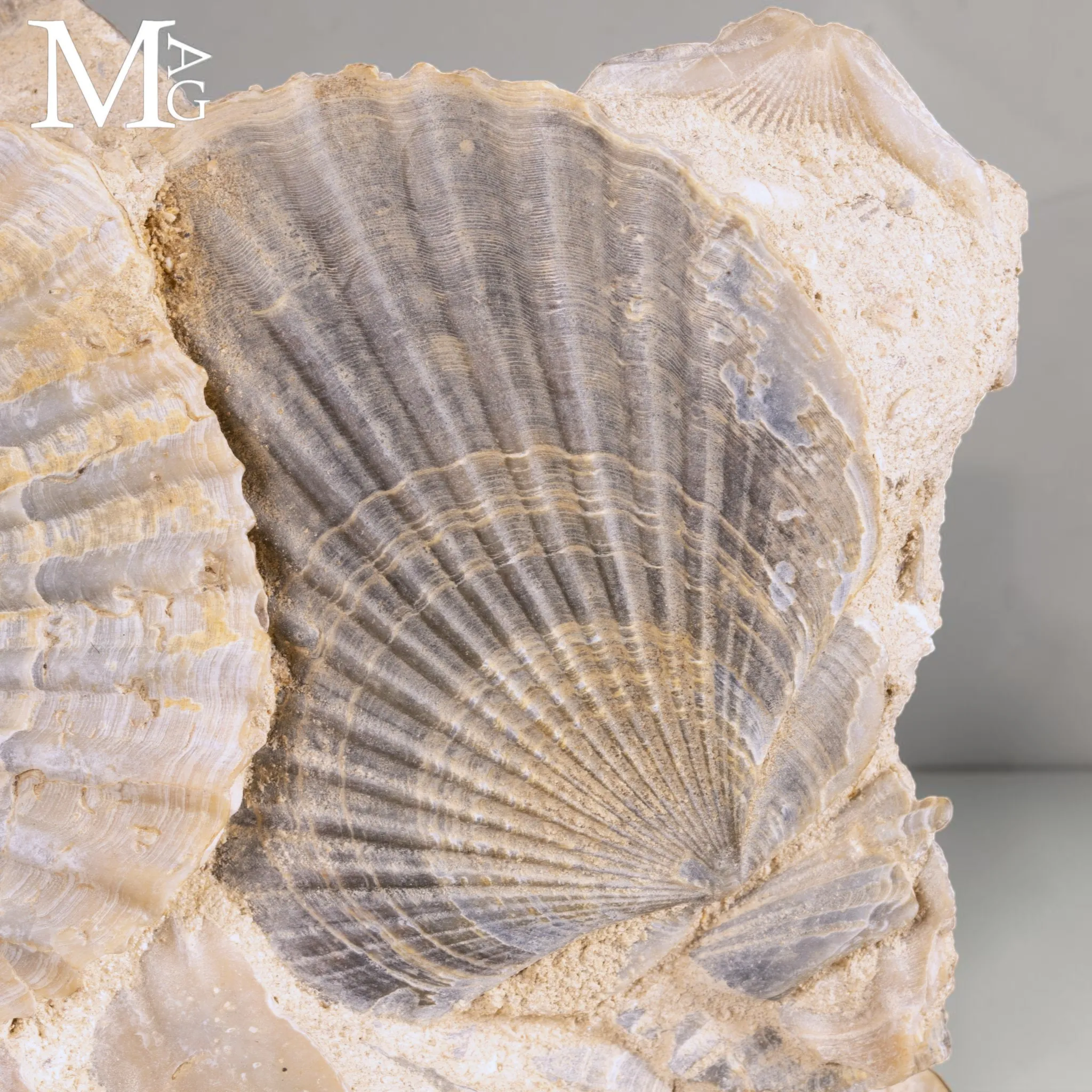 Pectinidae Fossili – Aggregato di Conchiglie del Miocene – Francia