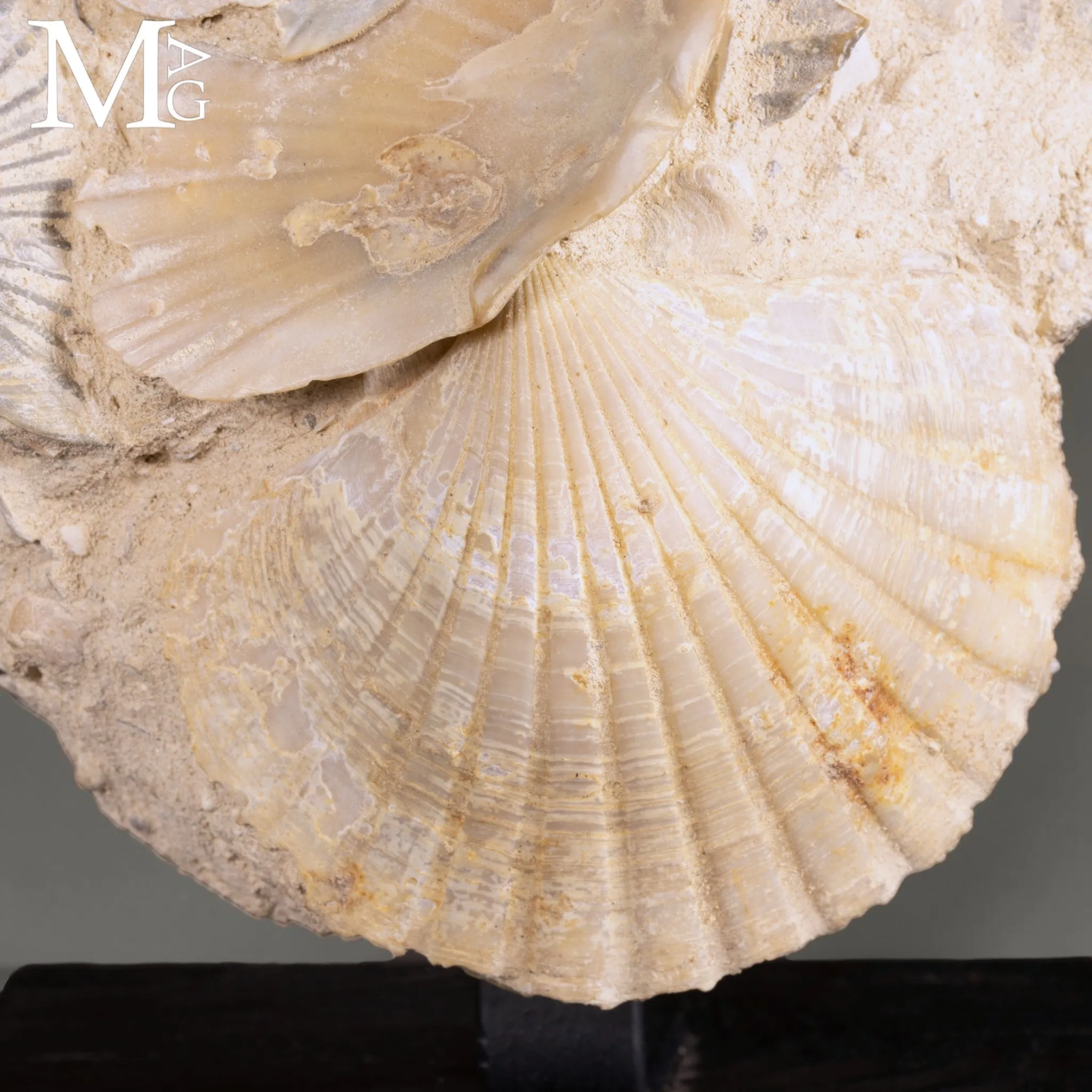 Pectinidae Fossili – Aggregato di Conchiglie del Miocene – Francia