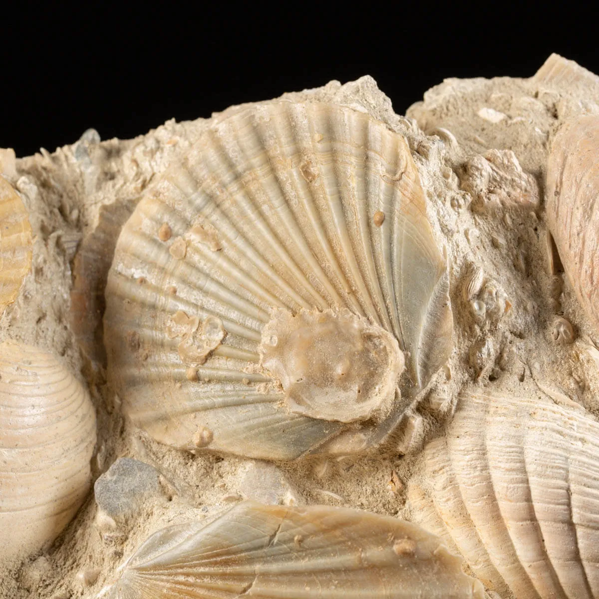 Lastra con conchiglie fossili