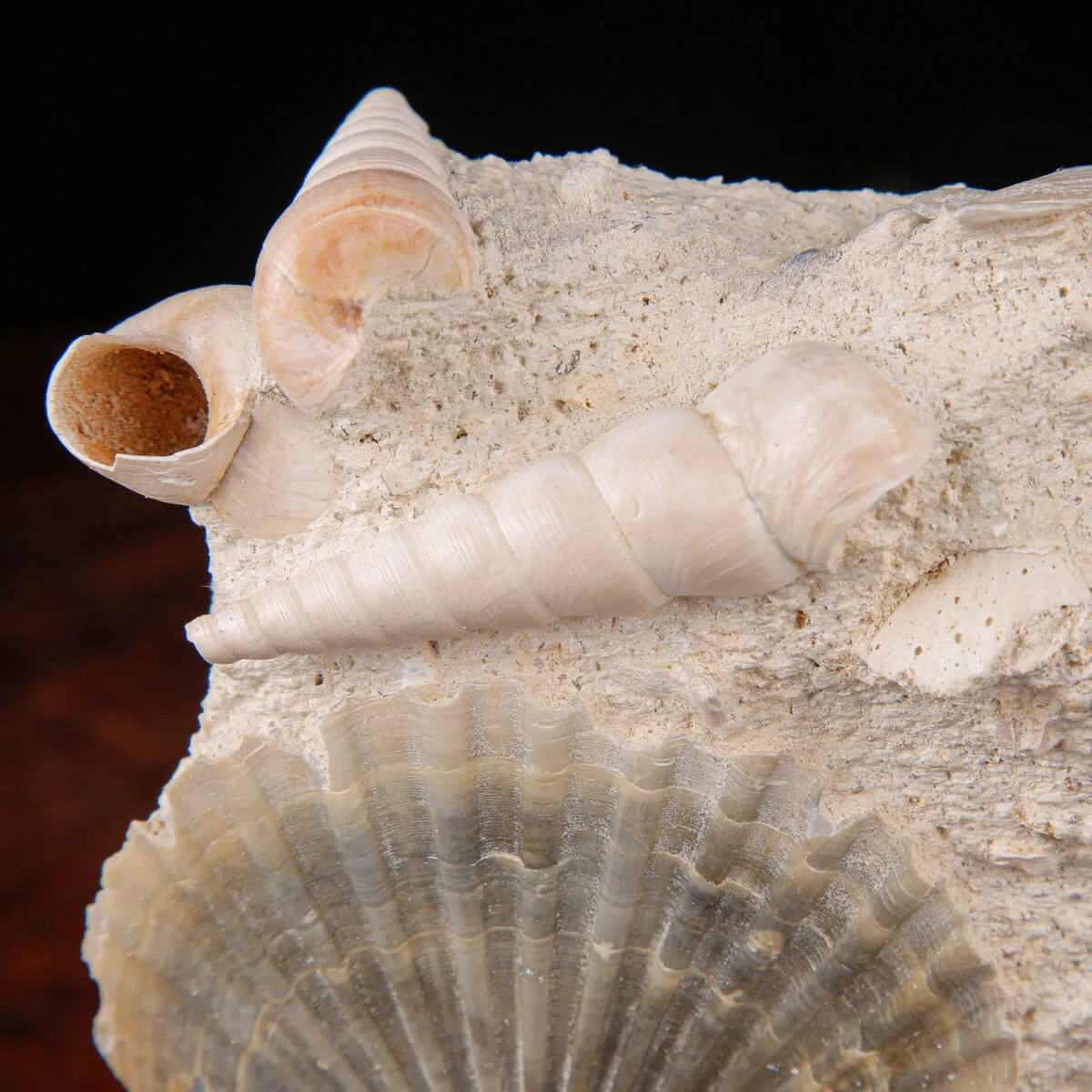 Conchiglie Fossili del Neogene.