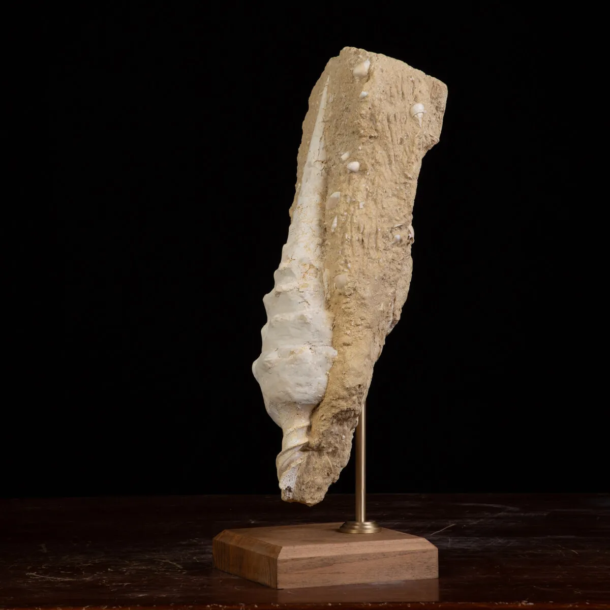 Conchiglia Campanile Giganteum: La Torre Fossile del Miocene.