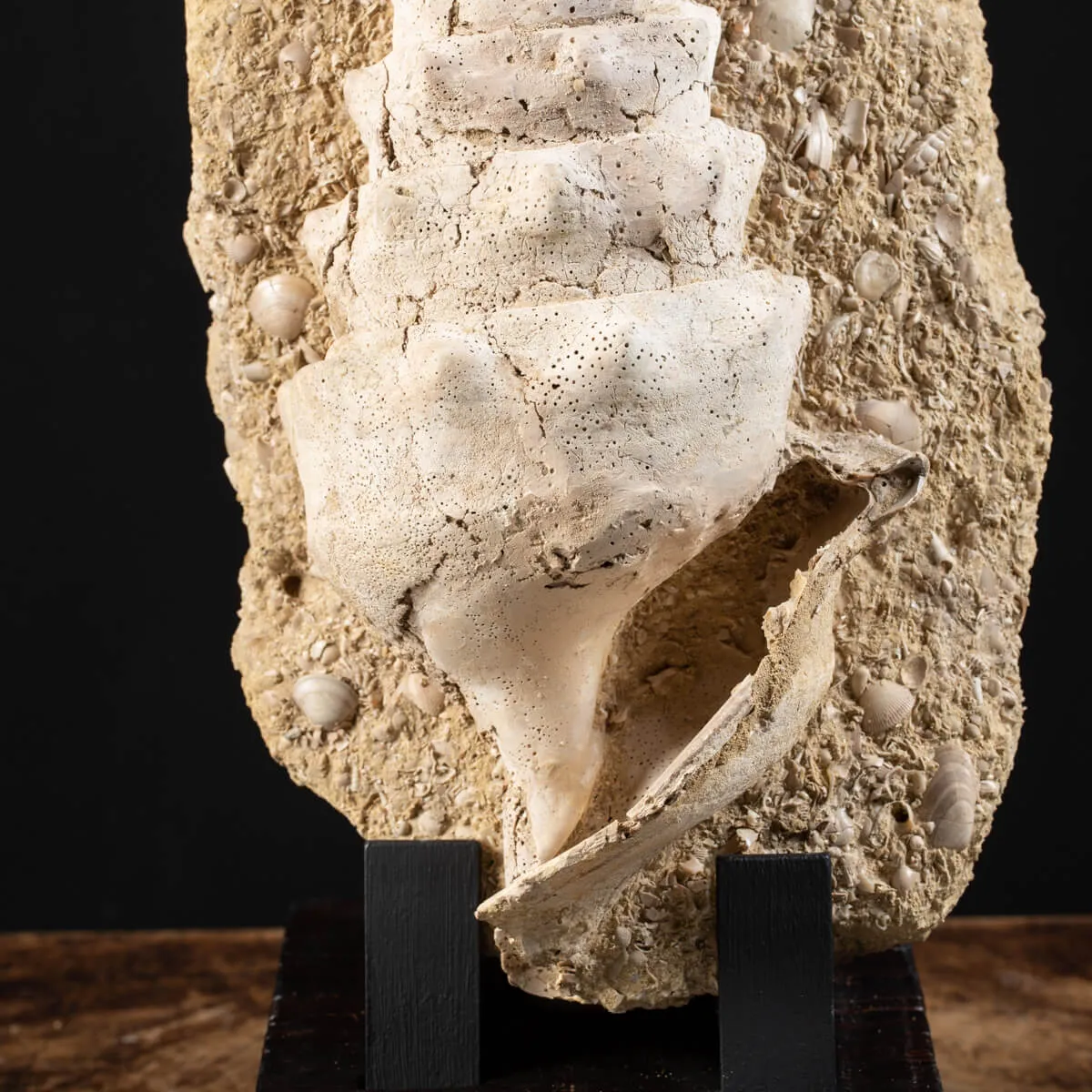 Grande Conchiglia Fossile del Miocene.