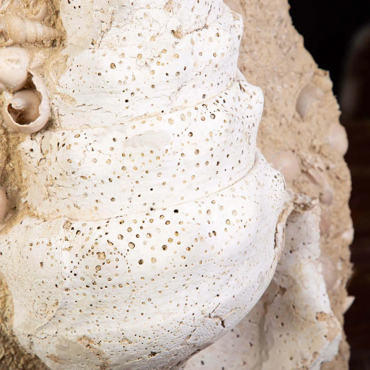 Campanile Giganteum Grande Conchiglia Fossile – Francia