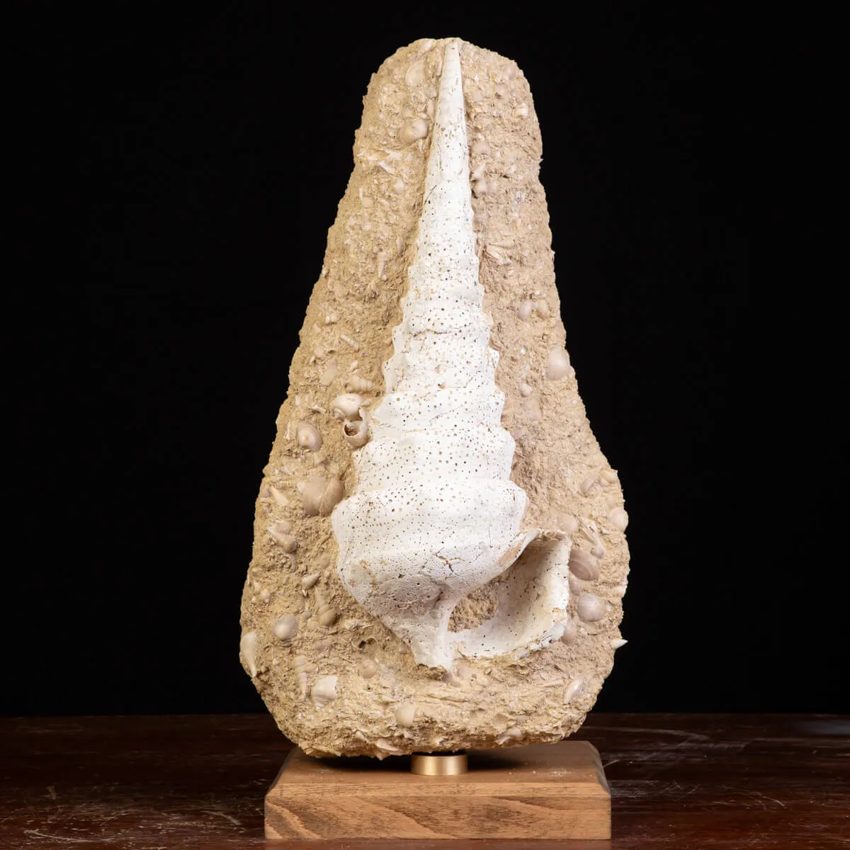 Campanile Giganteum Grande Conchiglia Fossile – Francia
