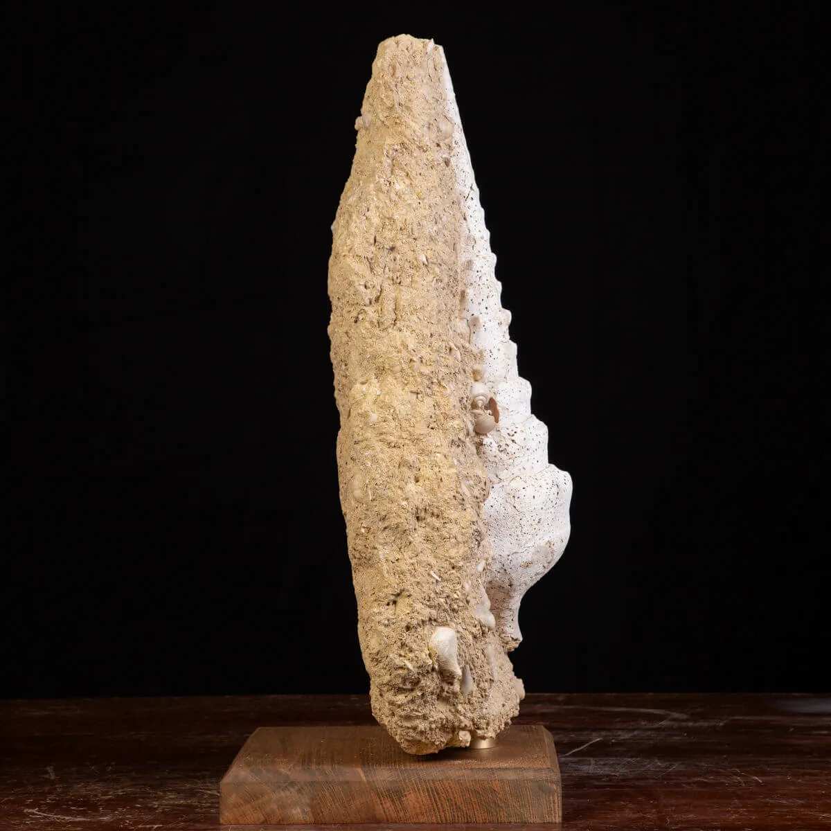 Campanile Giganteum Grande Conchiglia Fossile – Francia