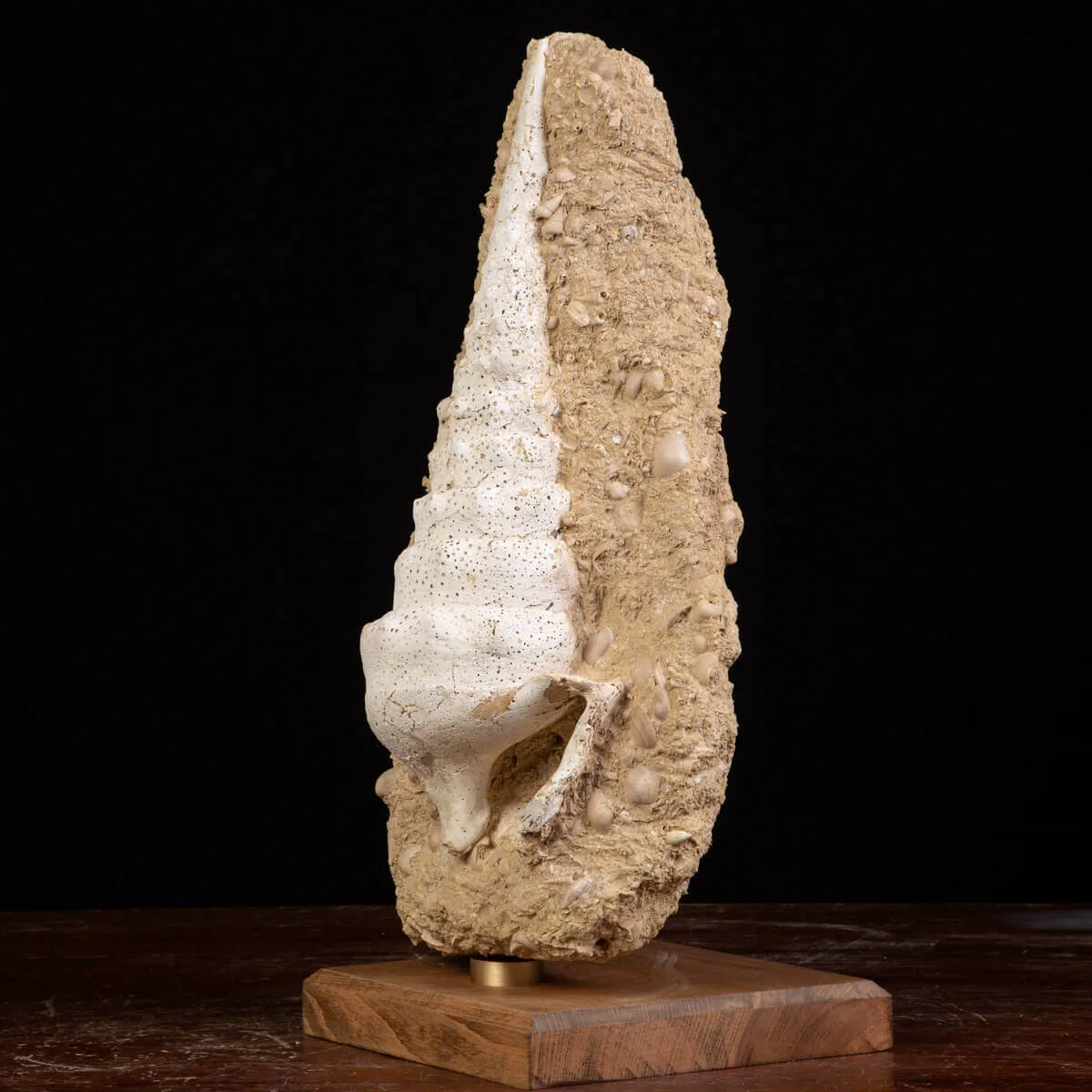 Campanile Giganteum Grande Conchiglia Fossile – Francia