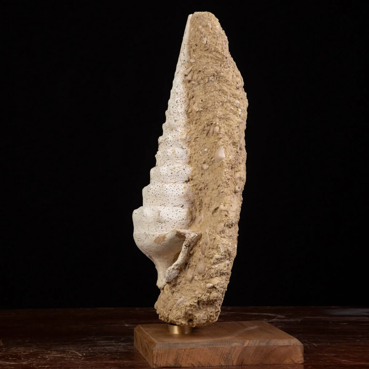 Campanile Giganteum Grande Conchiglia Fossile – Francia