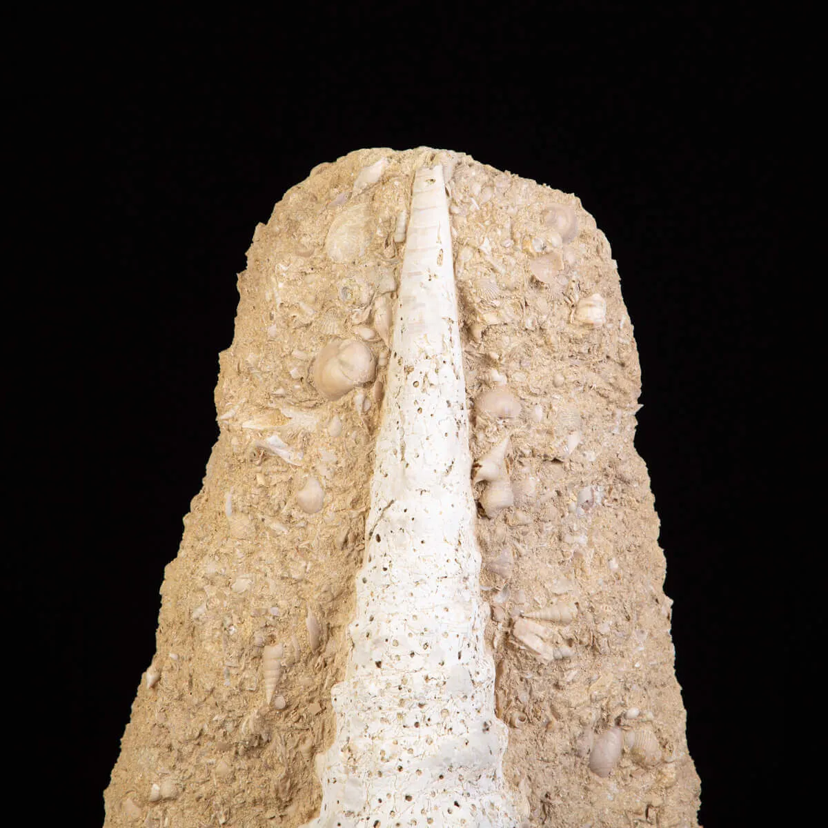 Campanile Giganteum Grande Conchiglia Fossile – Francia