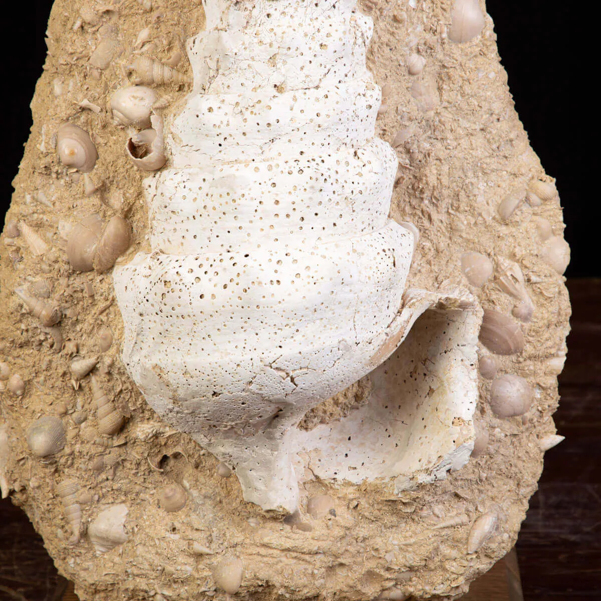 Campanile Giganteum Grande Conchiglia Fossile – Francia