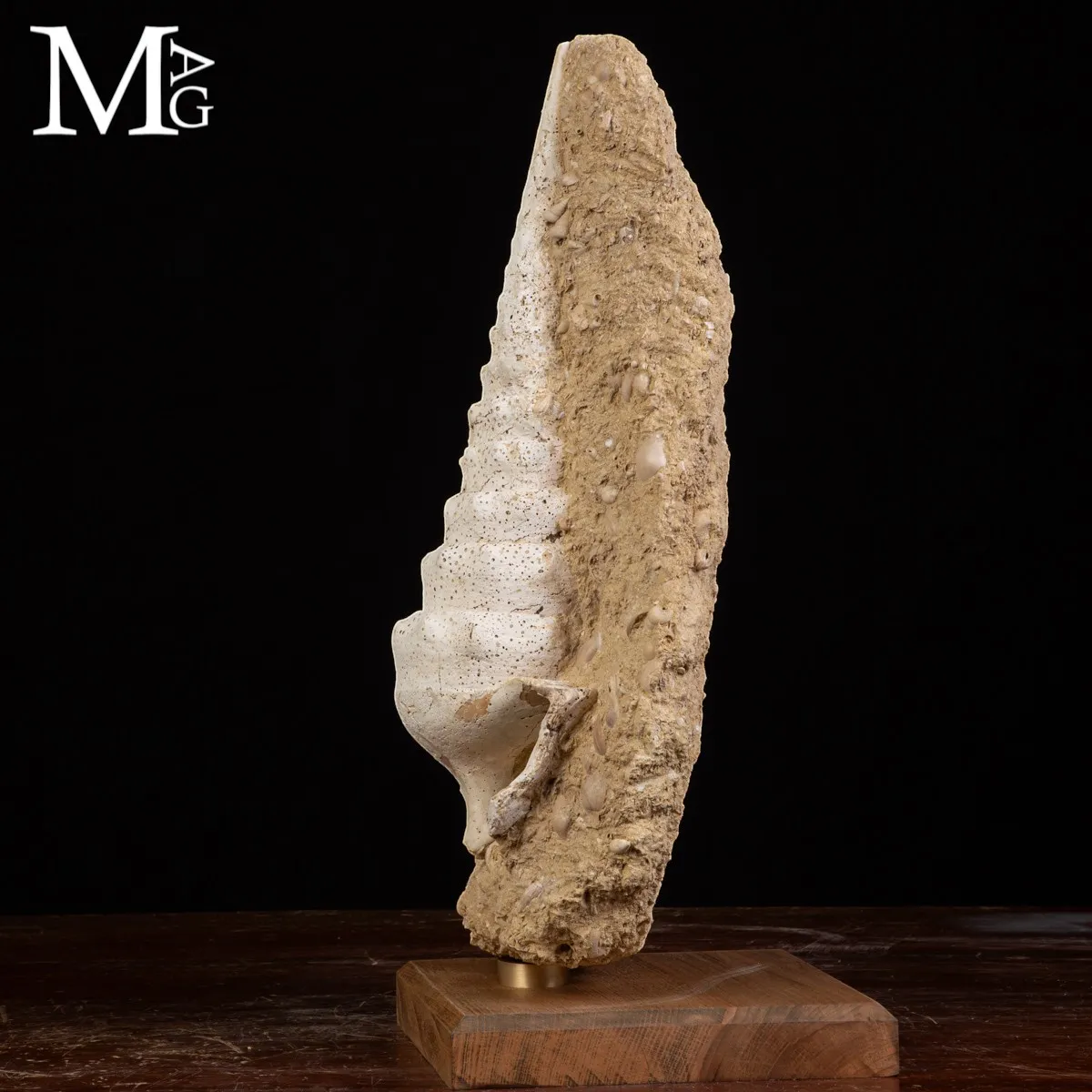 Campanile Giganteum Grande Conchiglia Fossile – Francia