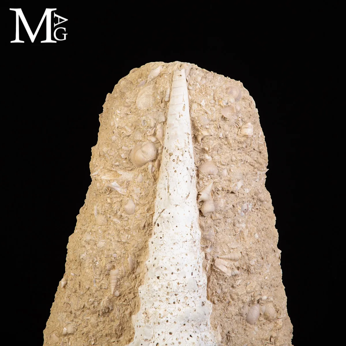 Campanile Giganteum Grande Conchiglia Fossile – Francia
