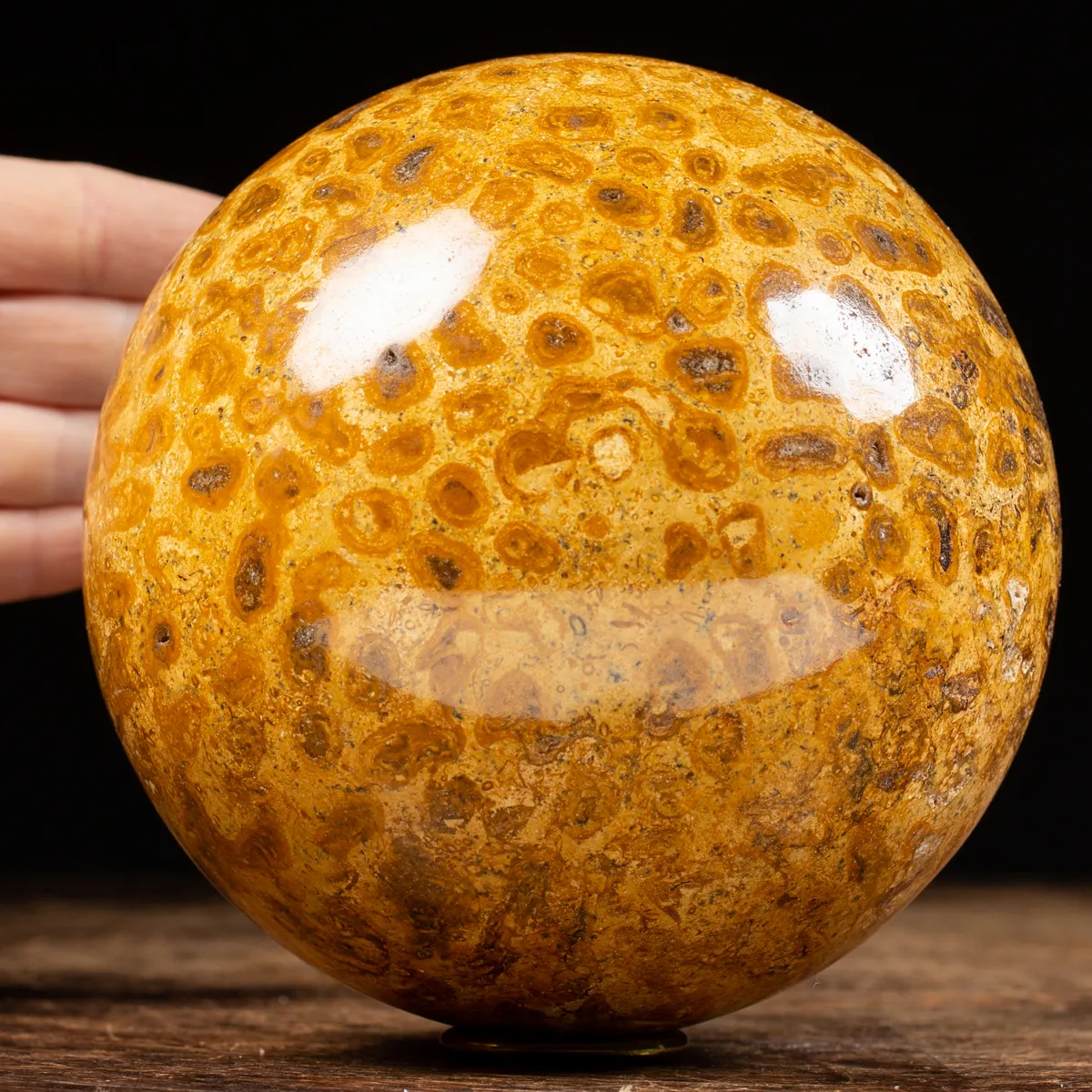 Sfera in Corallo Fossile