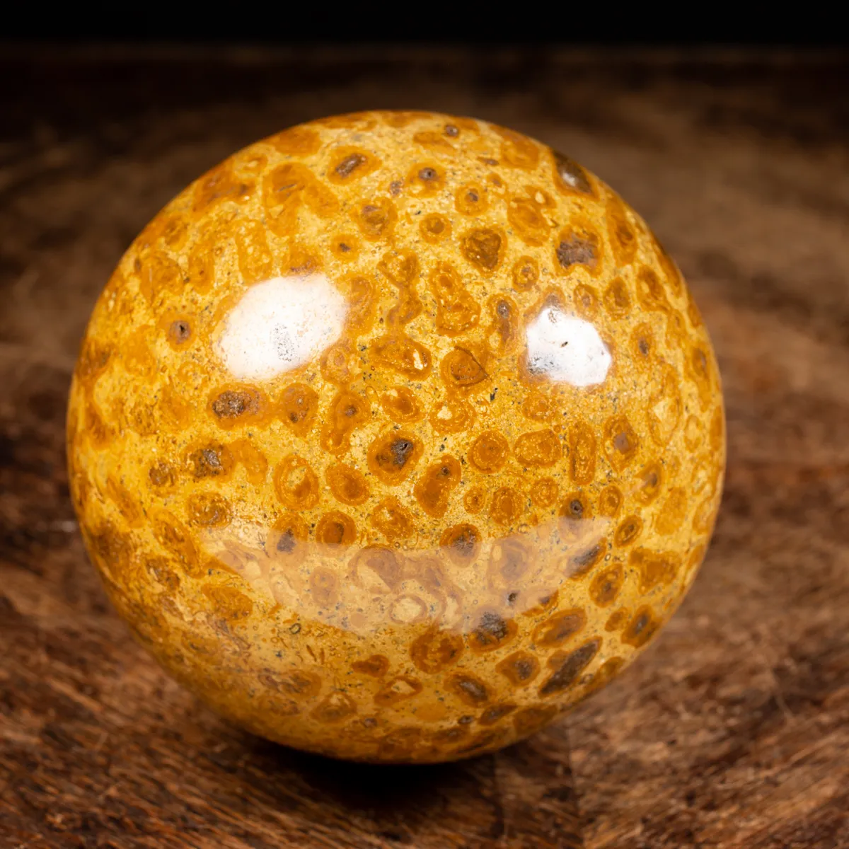 Sfera in Corallo Fossile