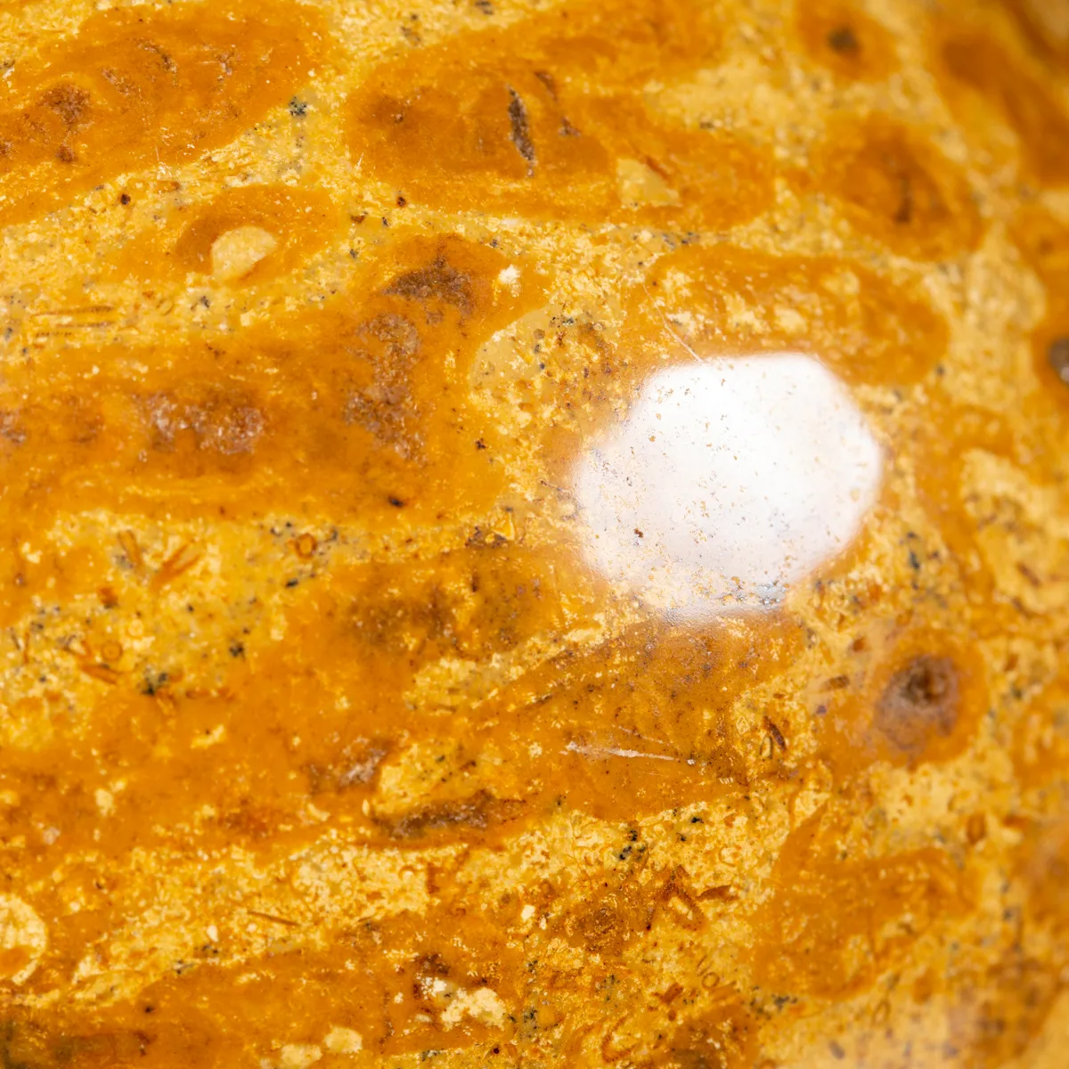 Sfera in Corallo Fossile
