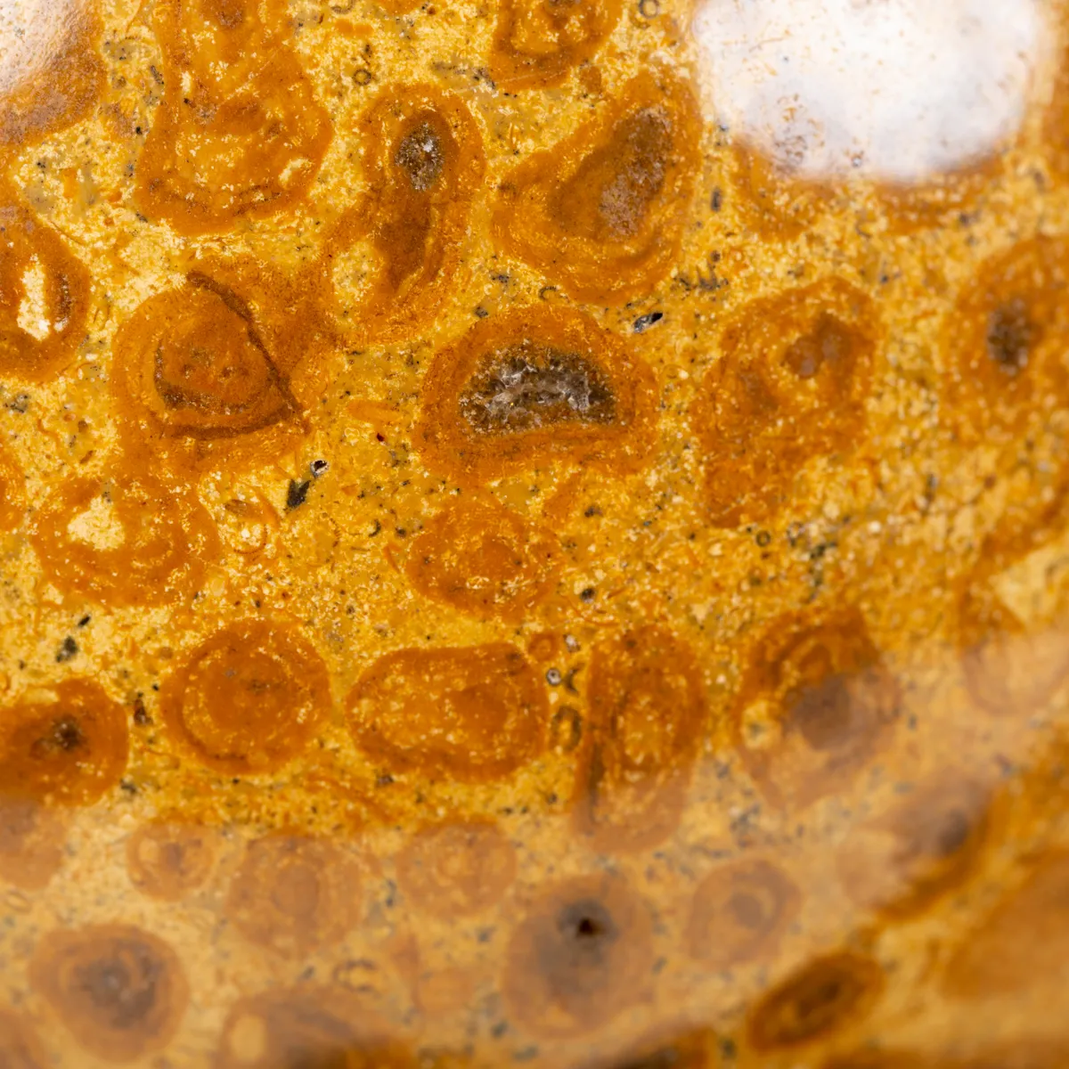 Sfera in Corallo Fossile