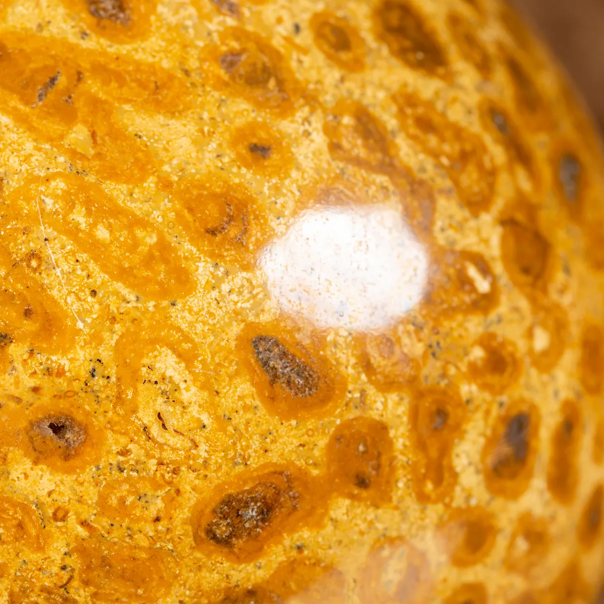 Sfera in Corallo Fossile