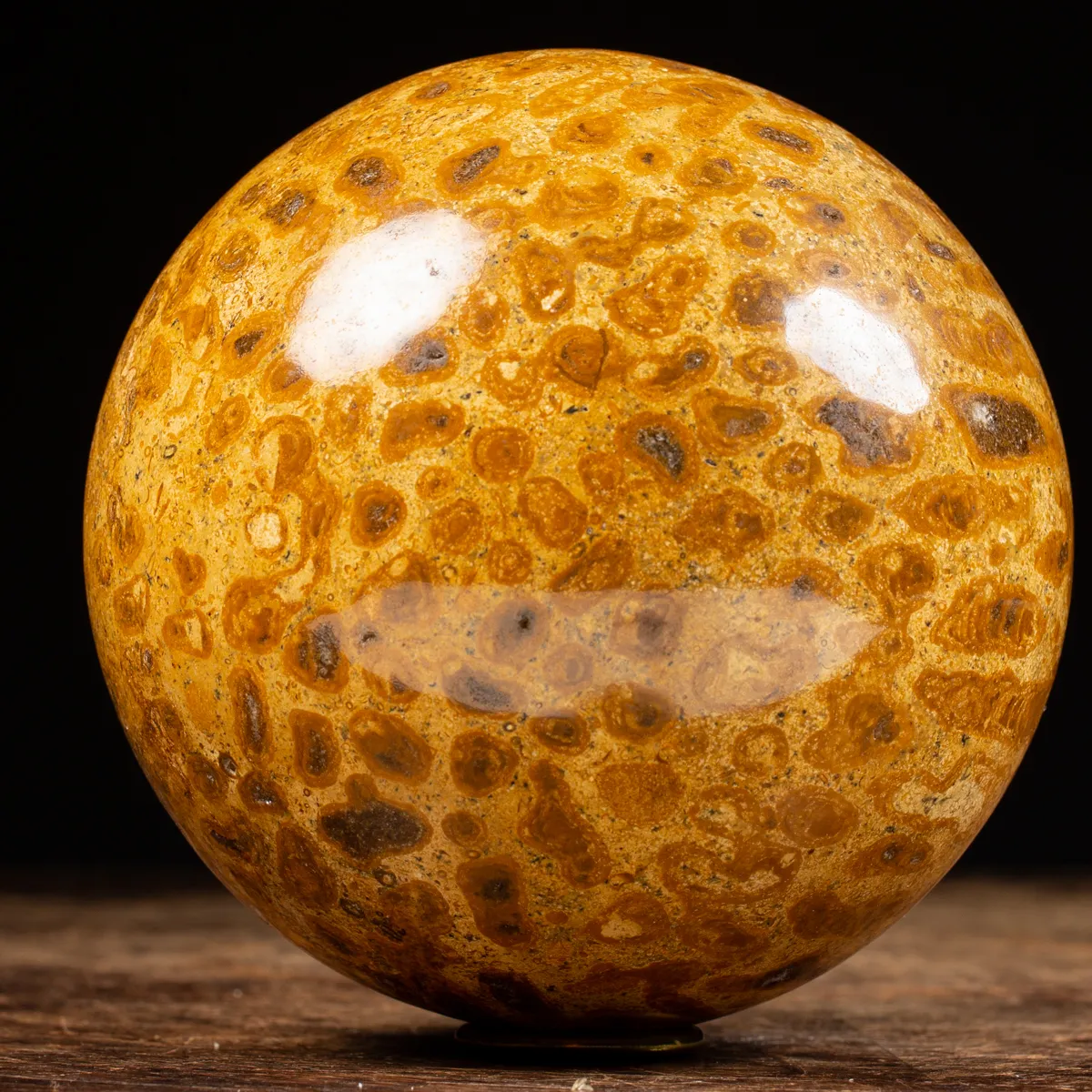 Sfera in Corallo Fossile