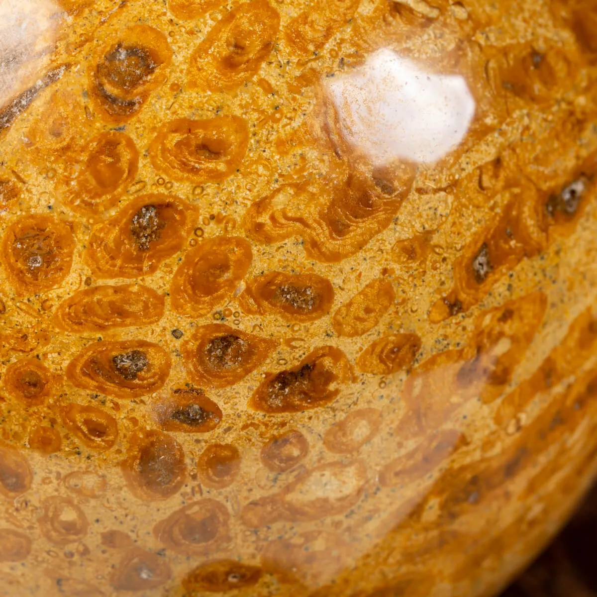 Sfera in Corallo Fossile