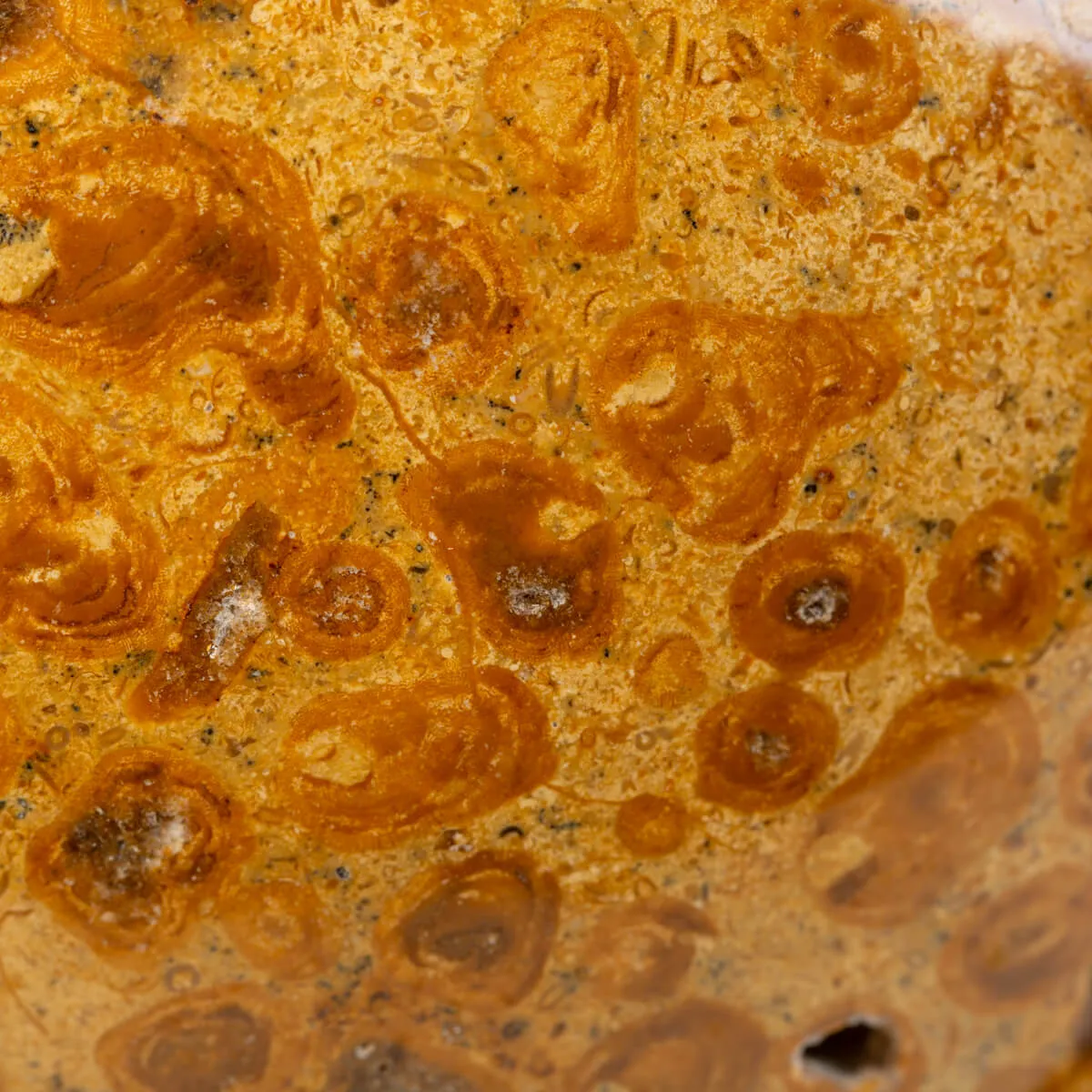 Sfera in Corallo Fossile