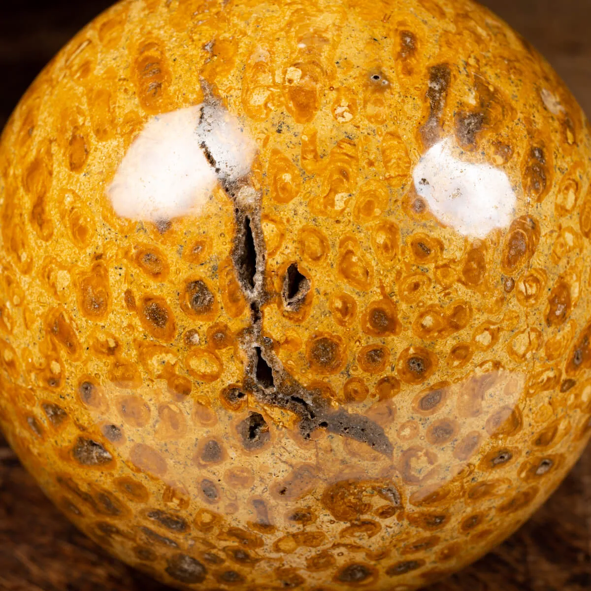 Sfera in Corallo Fossile