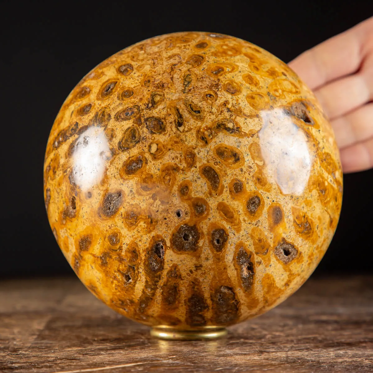 Sfera in Corallo Fossile