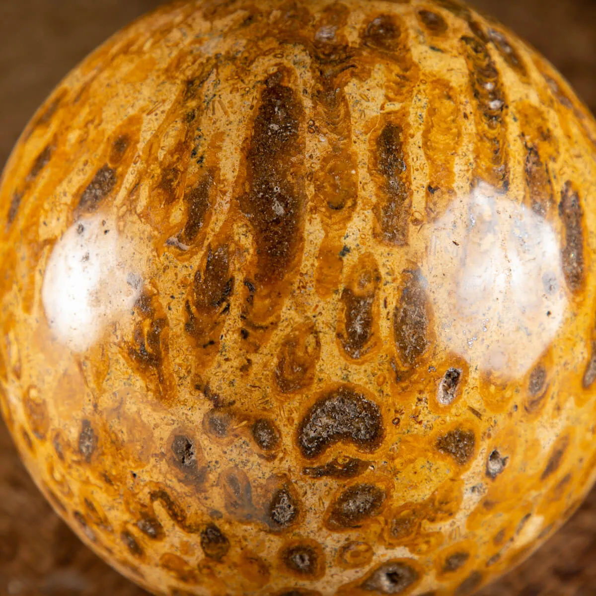Sfera in Corallo Fossile