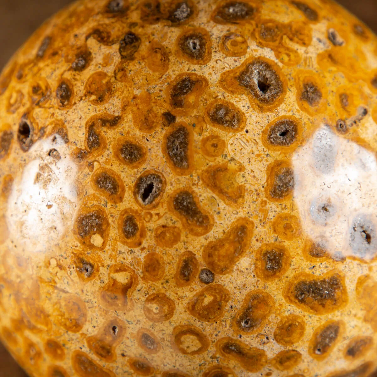 Sfera in Corallo Fossile