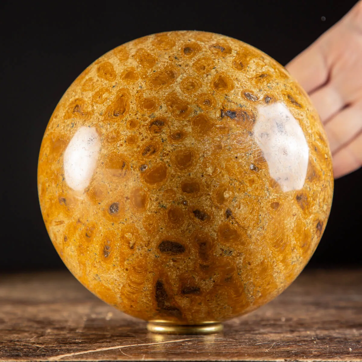 Sfera in Corallo Fossile