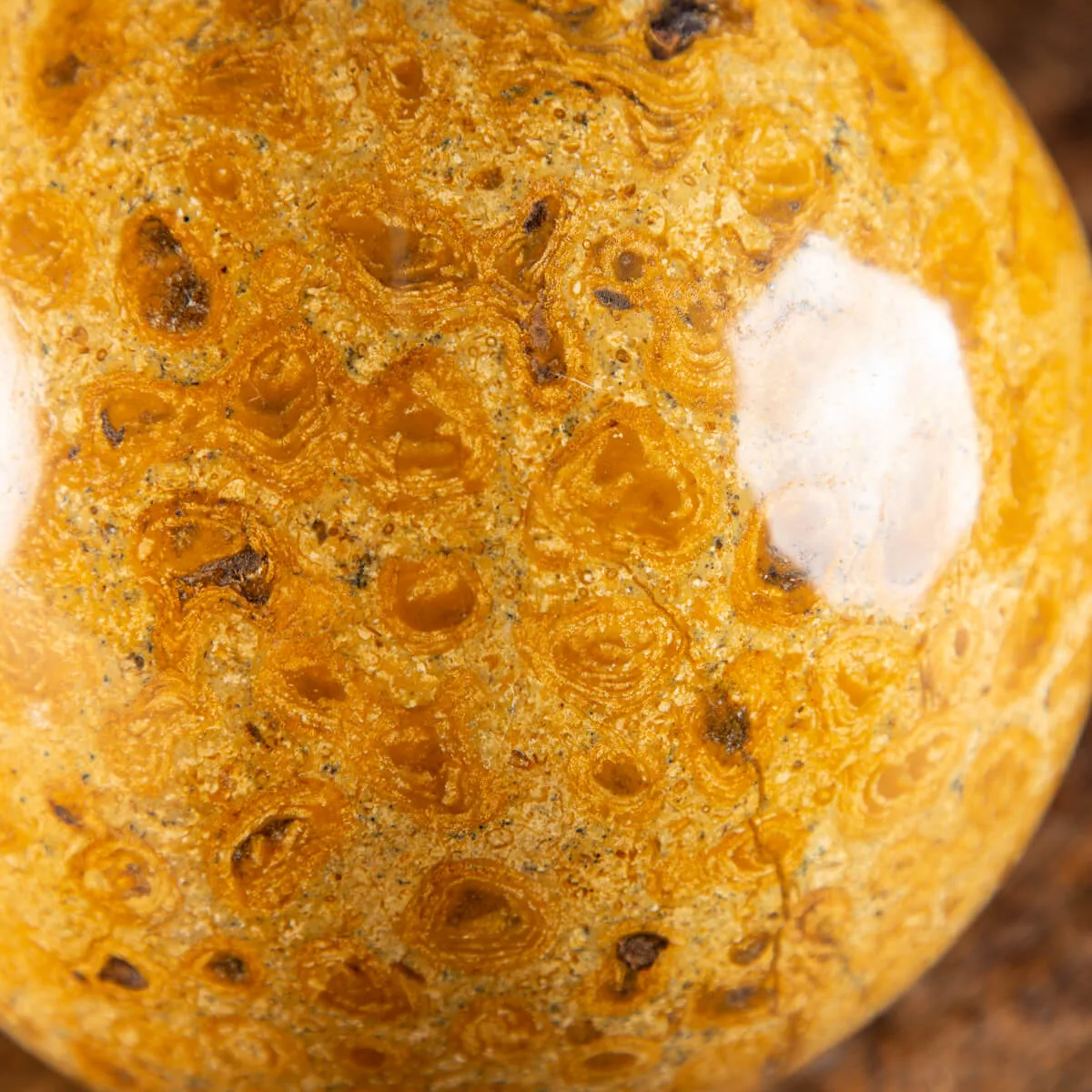 Sfera in Corallo Fossile
