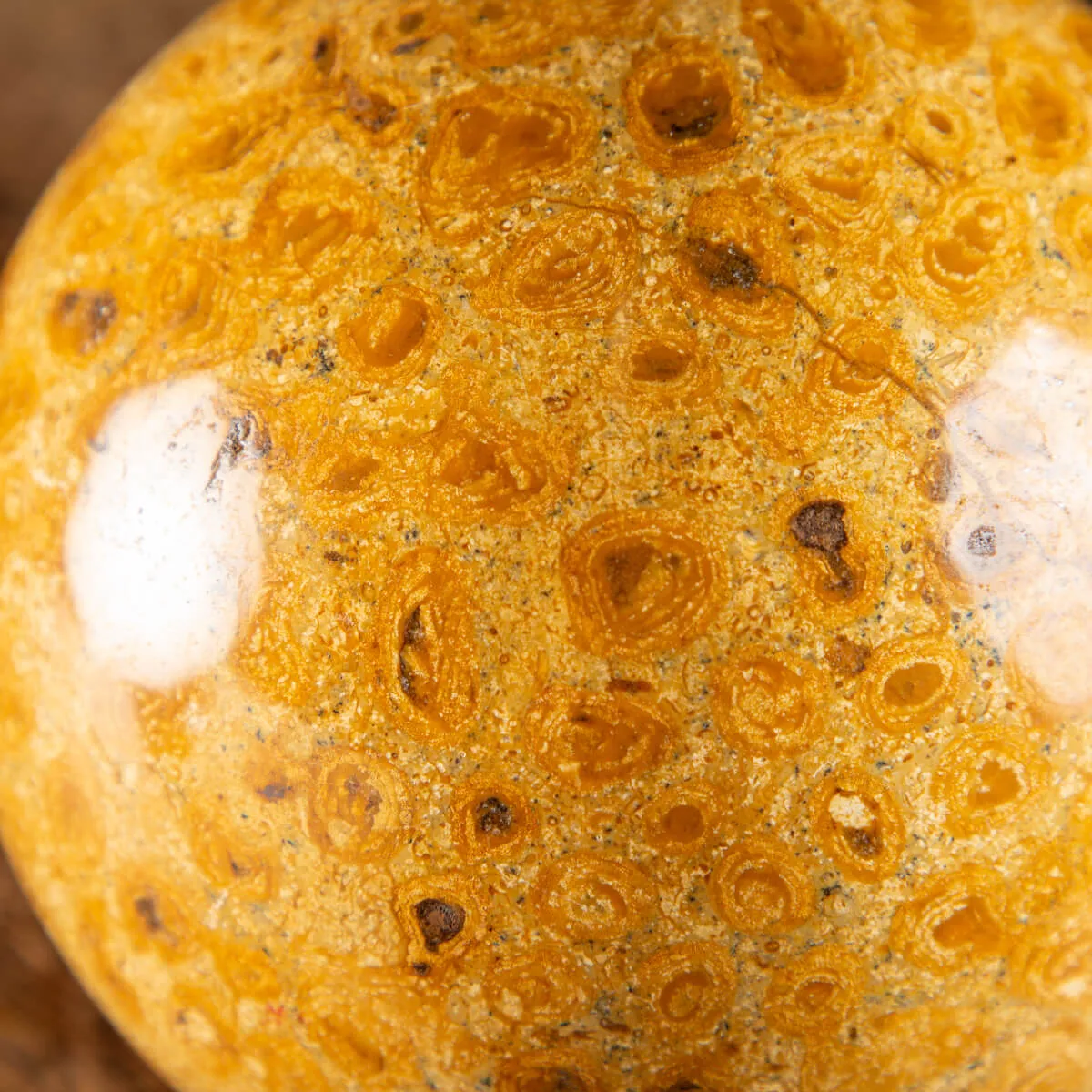 Sfera in Corallo Fossile