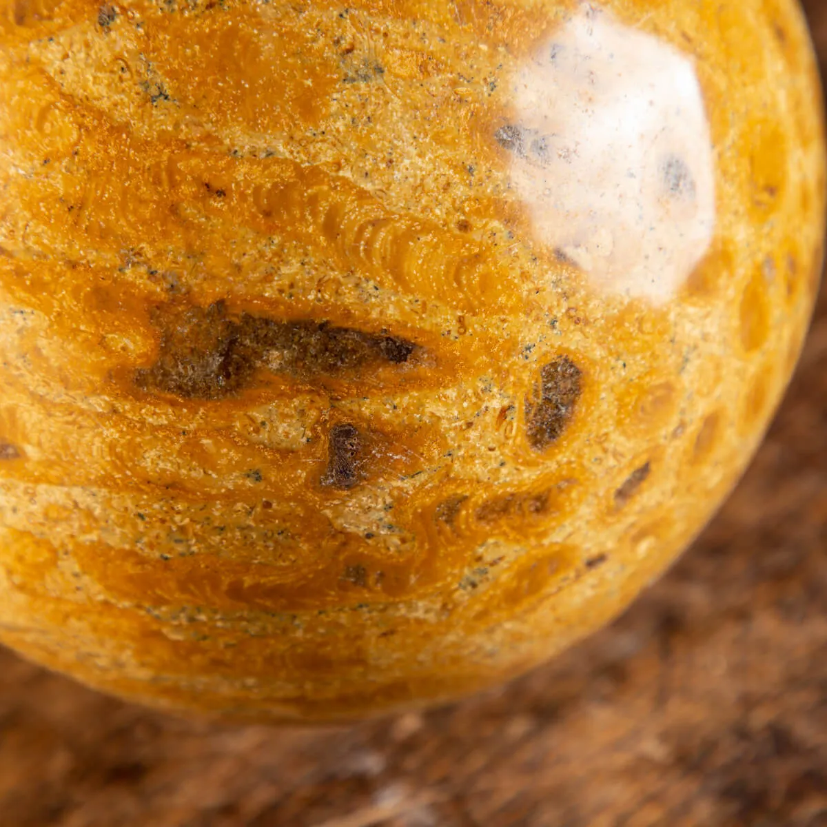Sfera in Corallo Fossile