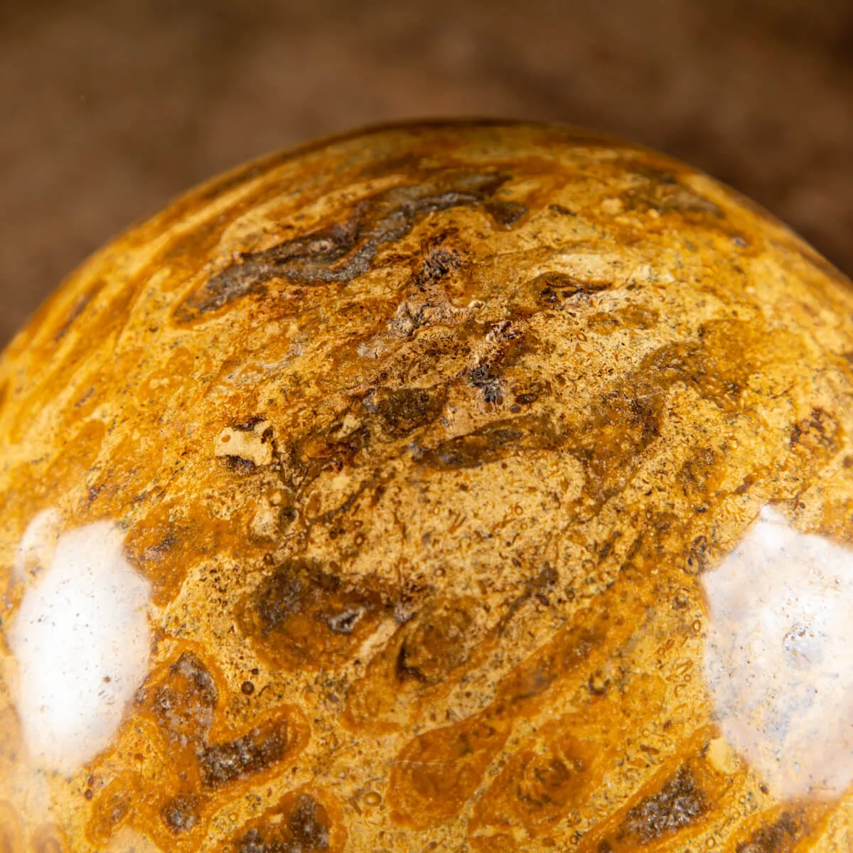 Sfera in Corallo Fossile