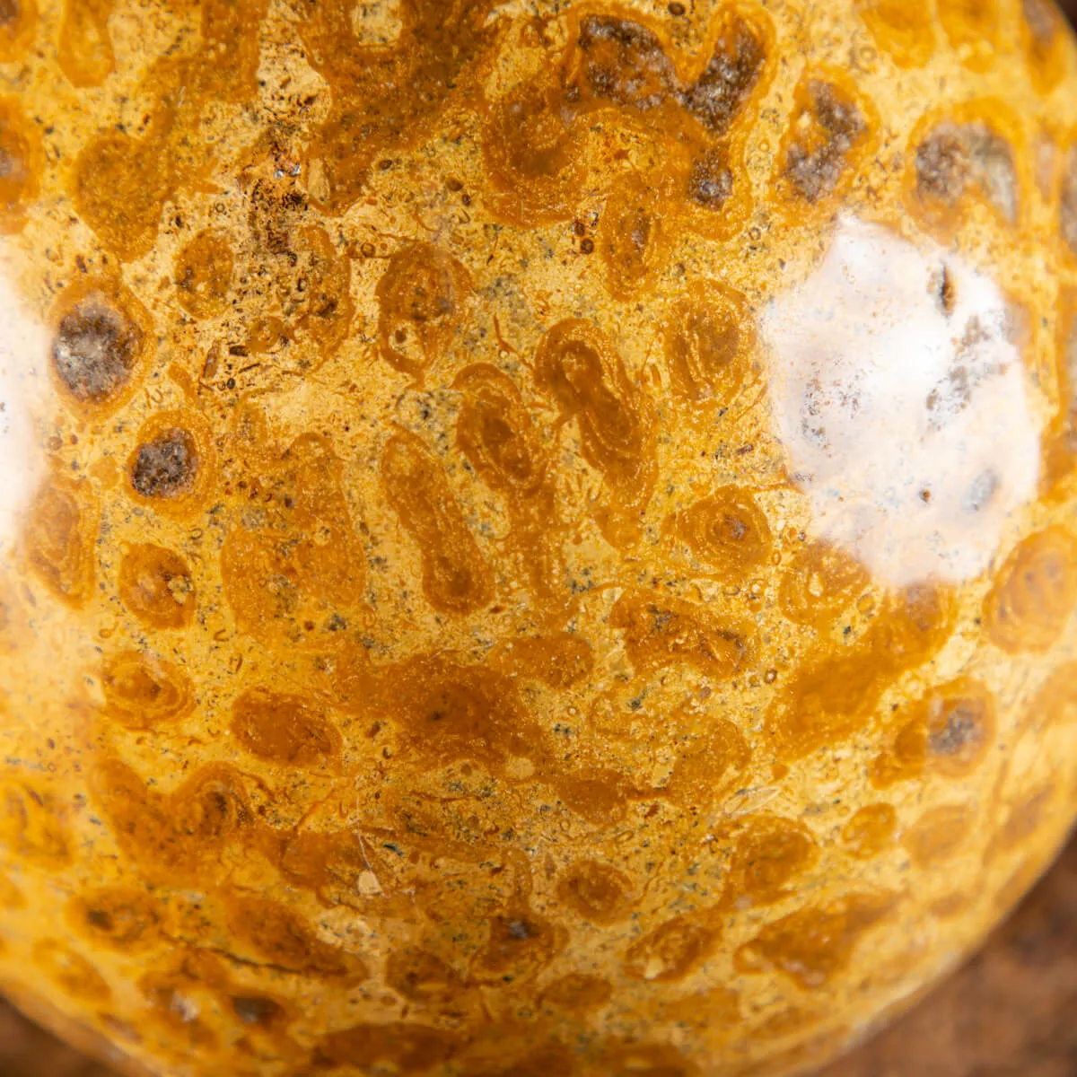 Sfera in Corallo Fossile