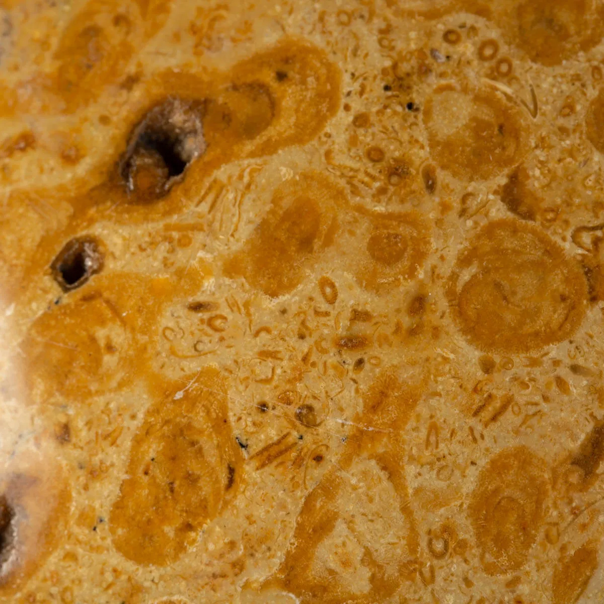 Sfera in Corallo Fossile
