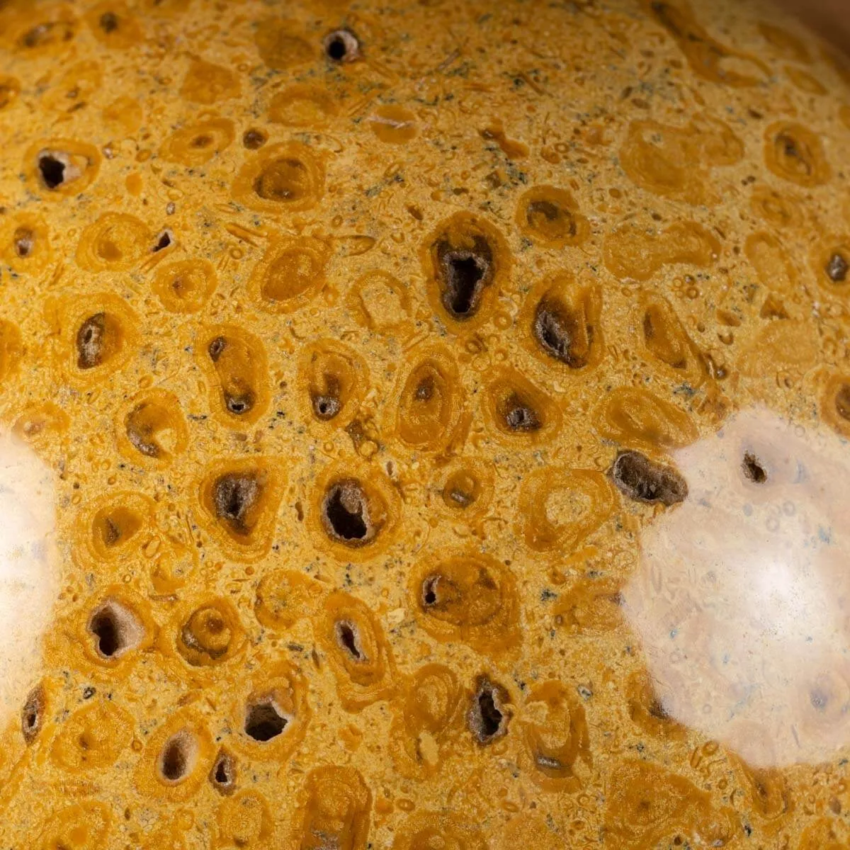 Sfera in Corallo Fossile